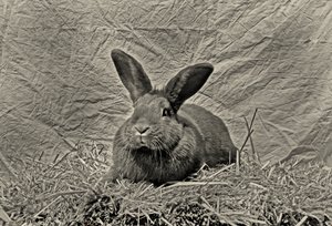 Auf Wiedersehen Dürer von Antonius Antonius