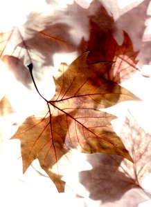 Herbstwind von Antonius Antonius