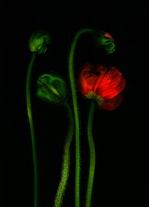 earthArt - Mohn von Antonius Antonius