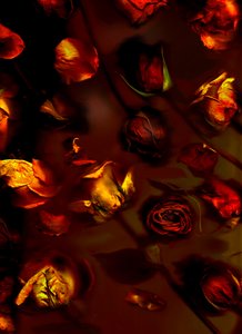 earthArt Rosen, 2008 von Antonius Antonius