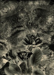 Mono Rosen von Antonius Antonius