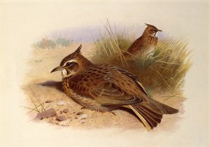 Eine Haubenlerche, Britische Vögel von Archibald Thorburn
