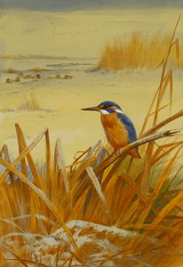 Ein Eisvogel zwischen Schilf im Winter von Archibald Thorburn