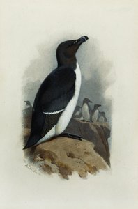 Ein Tordalk von Archibald Thorburn