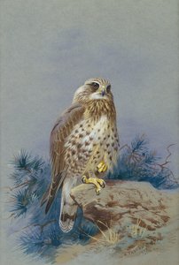 Ein Rauhfußbussard von Archibald Thorburn