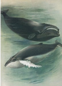Atlantischer Weißwal und Buckelwal, aus Thorburns Säugetiere, veröffentlicht von Longmans und Co, ca. 1920 von Archibald Thorburn