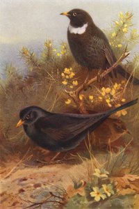 Amsel (männlich und weiblich), Ringdrossel von Archibald Thorburn