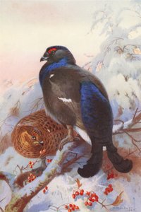 Auerhahn (männlich und weiblich)