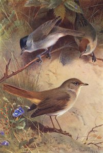 Mönchsgrasmücke (männlich und weiblich), Nachtigall von Archibald Thorburn