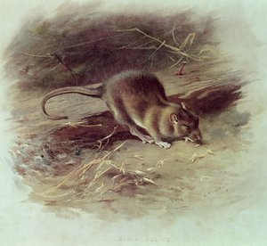 Braune Ratte (Rattus norvegicus) 1918