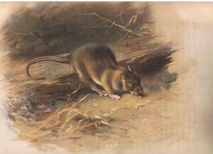 Braune Ratte, aus Thorburns Säugetiere, veröffentlicht von Longmans and Co, ca. 1920