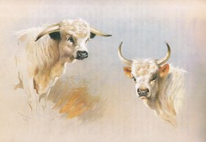 Chartley-Bulle und Chillingham-Bulle, aus Thorburns Säugetiere, veröffentlicht von Longmans and Co, um 1920