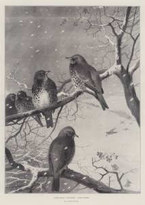 Weihnachtsbesucher, Wacholderdrosseln von Archibald Thorburn