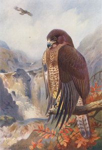 Mäusebussard
