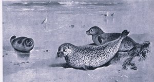 Gewöhnliche Robbe, Natur in Großbritannien