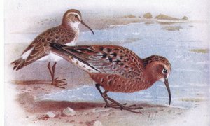 Sichelstrandläufer, aus Vögel der Britischen Inseln und ihre Eier, veröffentlicht von Frederick Warne & Co Ltd, 1958