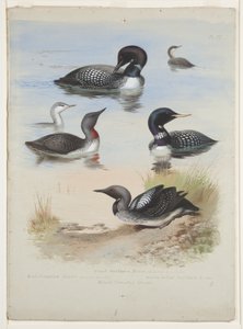 Taucher, ca. 1915 von Archibald Thorburn