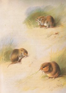 Feldmaus, Rötelmaus und Orkney-Wühlmaus, aus Thorburns Säugetiere, veröffentlicht von Longmans and Co, ca. 1920