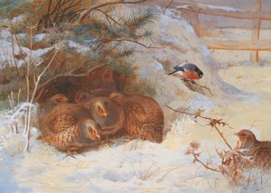 Frostiger Morgen, Fasan im Winter