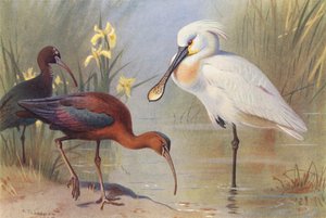 Brauner Sichler (adult und unreif), Löffler