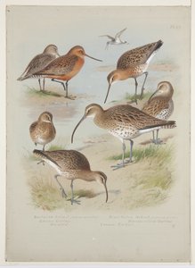 Uferschnepfen und Brachvögel, ca. 1915 von Archibald Thorburn