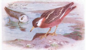 Thorshühnchen (Sommer und Herbst), aus Vögel der Britischen Inseln und ihre Eier, veröffentlicht von Frederick Warne & Co Ltd, 1958