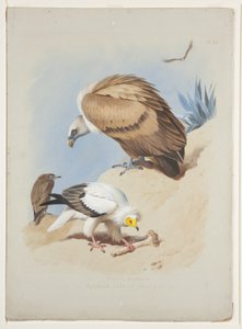Gänsegeier und Schmutzgeier, ca. 1915