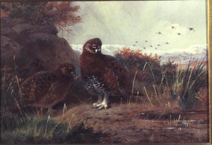 Moorhuhn in einer Winterlandschaft