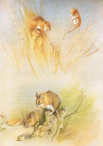 Erntemaus und Waldmaus, aus Thorburns Säugetiere, veröffentlicht von Longmans and Co, ca. 1920