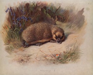 Igel