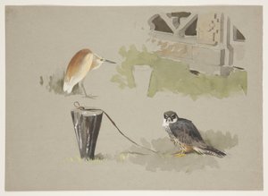 Männlicher Baumfalke angebunden und Squarro-Reiher, ca. 1915 von Archibald Thorburn