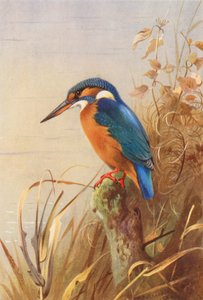 Eisvogel von Archibald Thorburn