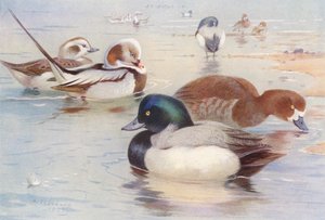 Eisente (männlich und weiblich), Bergente (männlich und weiblich)