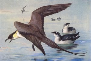 Langschwanz-Skua, Kleiner Alk (Winter)