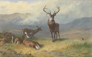 Monarch des Glen von Archibald Thorburn