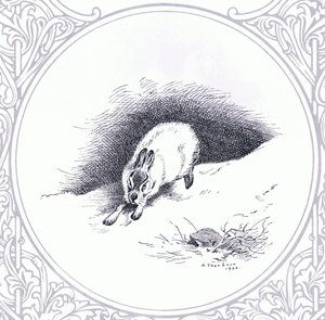 Schneehase, veröffentlicht von Book Club Associates