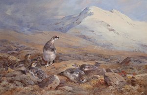 Auf dem Schneehuhngelände von Archibald Thorburn