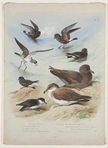 Sturmvögel, ca. 1915 von Archibald Thorburn