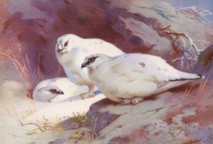 Schneehuhn (männlich und weiblich, Winter)
