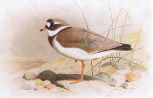 Sandregenpfeifer, aus Vögel der Britischen Inseln und ihre Eier veröffentlicht von Frederick Warne & Co Ltd, 1958 von Archibald Thorburn
