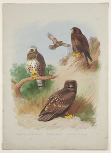 Raufußbussard, Schelladler und Mäusebussard, ca. 1915