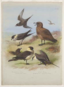 Raubmöwen, ca. 1915 von Archibald Thorburn