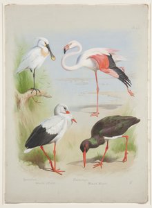 Löffler, Flamingo und Storch, ca. 1915 von Archibald Thorburn