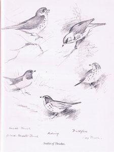 Studie von Drosseln von Archibald Thorburn