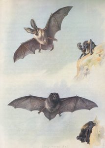 Die Barbastelle von Archibald Thorburn