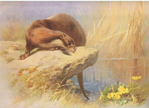 Der Otter, aus Thorburns Säugetiere, veröffentlicht von Longmans and Co, ca. 1920
