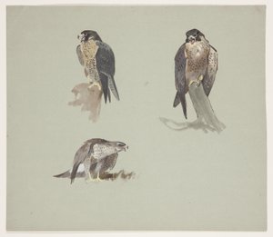 Drei Farbstudien eines männlichen Wanderfalken, ca. 1915