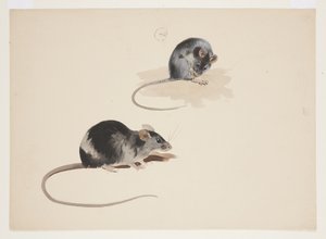 Zwei Studien einer schwarzen Ratte, ca. 1915