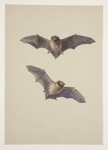 Bartfledermaus, ca. 1915 von Archibald Thorburn