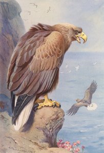 Weißschwanzadler